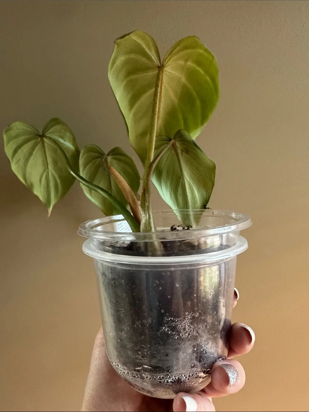 Philodendron Gloriosum Rooted plant🪴